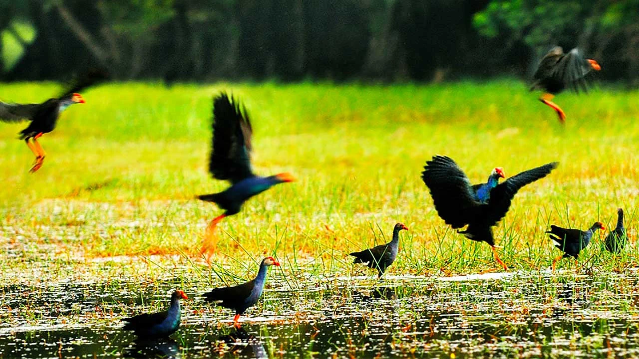 Kỳ lạ “vũ khúc đầu đỏ” ở Vườn quốc gia Tràm Chim