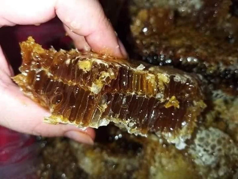 Săn lùng cũng khó mua, mật ong đắng có gì siêu hiếm? 