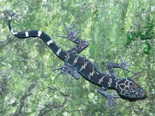 Tò mò vẻ đẹp lạ của loài thằn lằn quý hiếm độc nhất VN 