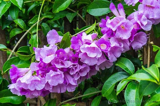 Chỉ mặt những loại cây rắn nhìn thấy đã sợ chết khiếp