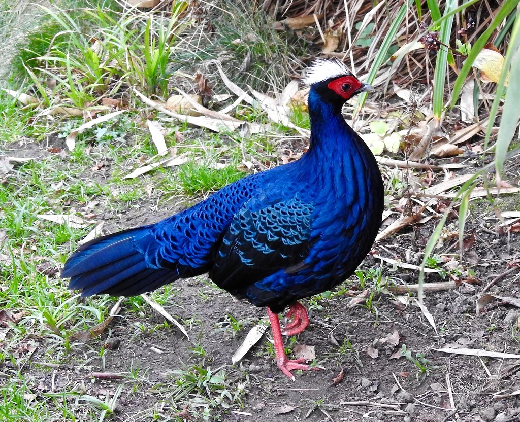 Ly kỳ màn xuất hiện của gà lôi lam màu trắng Việt cực hiếm