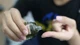 Dầu gió có thực sự là bảo bối cho mọi nhà?