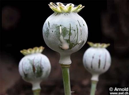 Những loại hoa đẹp mang chất độc chết người