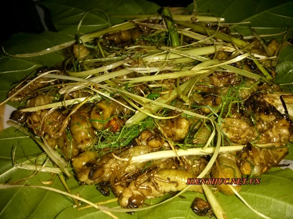 “Rờn rợn” ve sầu thoát xác... lên bàn nhậu