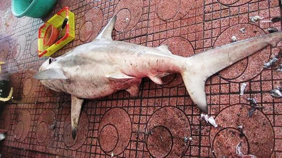 Tận mắt cá mập trắng bị bắt gần bãi tắm Quy Nhơn
