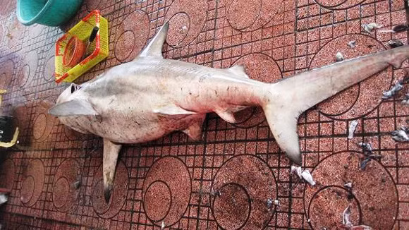 Tận mắt cá mập trắng bị bắt gần bãi tắm Quy Nhơn