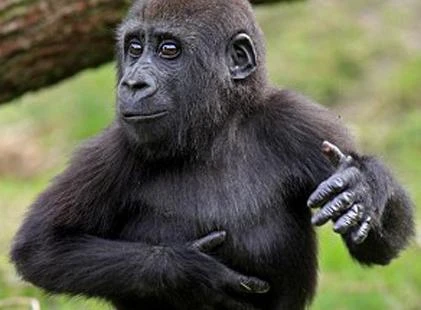 Khỉ đột trình diễn điệu Gangnam Style nổi tiếng