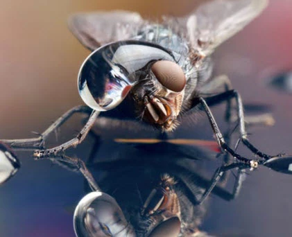 Chùm ảnh côn trùng độc, lạ hiếm thấy