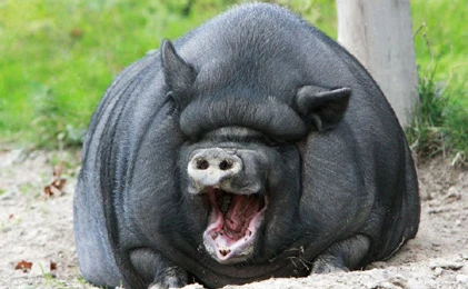 Lợn ỉ Việt Nam vào Top động vật “cười” ấn tượng