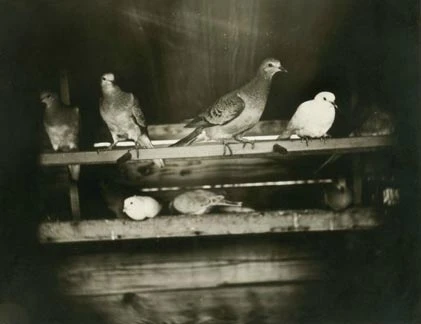 Những bức ảnh cực độc của các loài chim đã tuyệt chủng