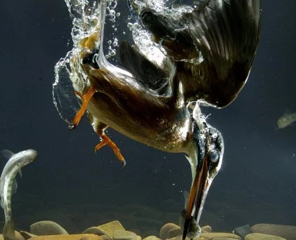 Cận cảnh chim bói cá hạ sát 50 con mồi 1 ngày