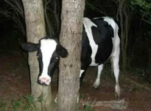 Hài hước với những sự cố lãng xẹt