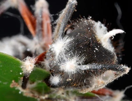 Kinh hoàng loài nấm đầu độc, biến kiến thành “ma sống“