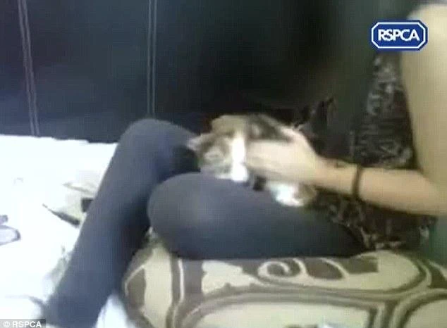 Cảnh sát vào cuộc vụ “tra tấn” mèo đăng Facebook