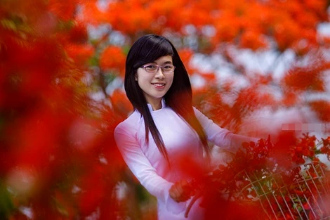 Ngắm thiếu nữ áo trắng e ấp bên hoa phượng