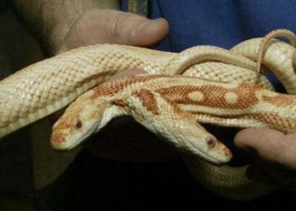 Những con rắn hai đầu quái đản nhất thế giới