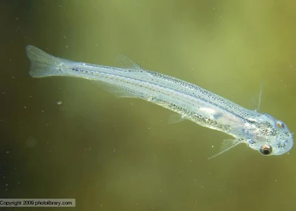 Loài cá chuyên chui vào cơ thể người... hút máu