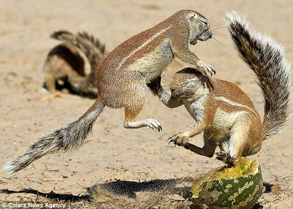 Cận cảnh sóc giở “kungfu” đánh nhau chí tử