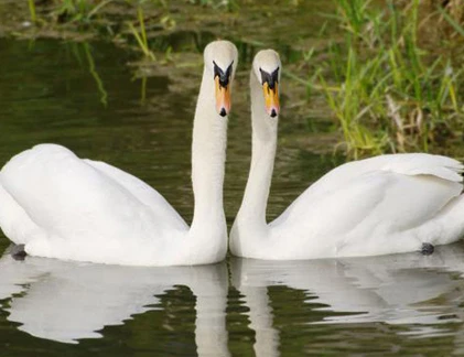 Những “cặp đôi hoàn hảo” chung thủy nhất trong tự nhiên