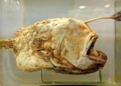 Những động vật quái dị của Trái đất