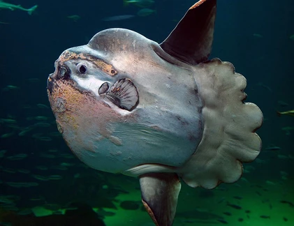 Cá Mặt trăng VN lọt Top “quái vật” dị nhất thế giới