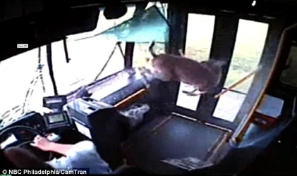 Kinh hoàng nai phi thân “tàn phá” xe bus