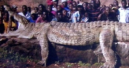 Top động vật khủng “quái đản” trên thế giới