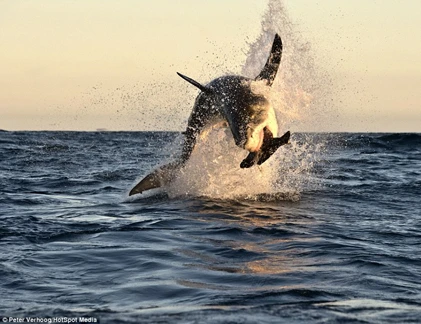 Kinh hoàng cảnh cá mập phi thân “tàn sát” hải cẩu
