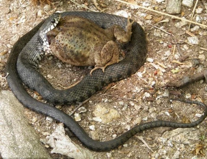 Xem rắn tham ăn cố nuốt cóc “khủng“