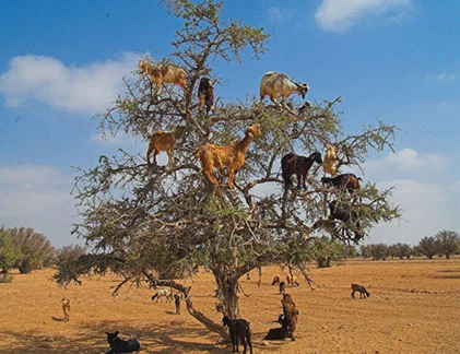 Kỳ lạ cả bầy dê vắt vẻo trên... ngọn cây