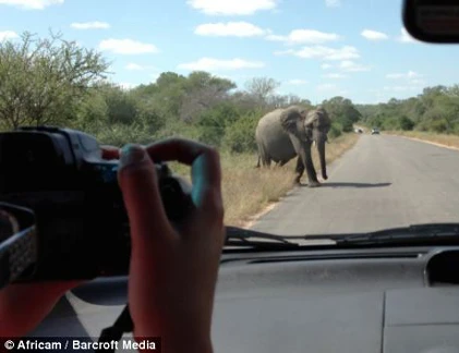 Voi 5 tấn đập phá ô tô chứa đầy khách du lịch