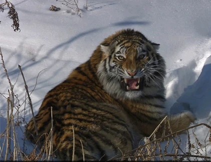 Chùm ảnh con hổ quý hiếm, tuyệt đẹp vùng Siberia 