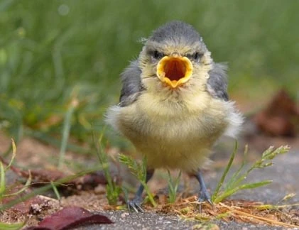 Những chú chim Angry Bird ngoài đời thực