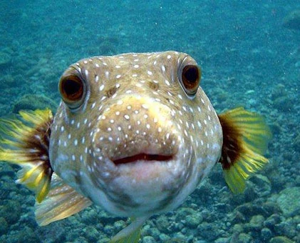 Nóng: Quái vật giết người có... “bộ mặt trẻ thơ“