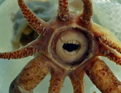 Những động vật “xấu xí” có nguy cơ tuyệt chủng