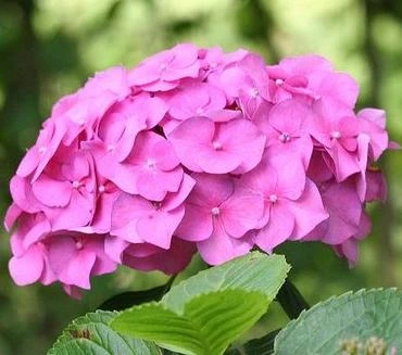 12 loài hoa mang tên “độc dược” với sức khỏe con người