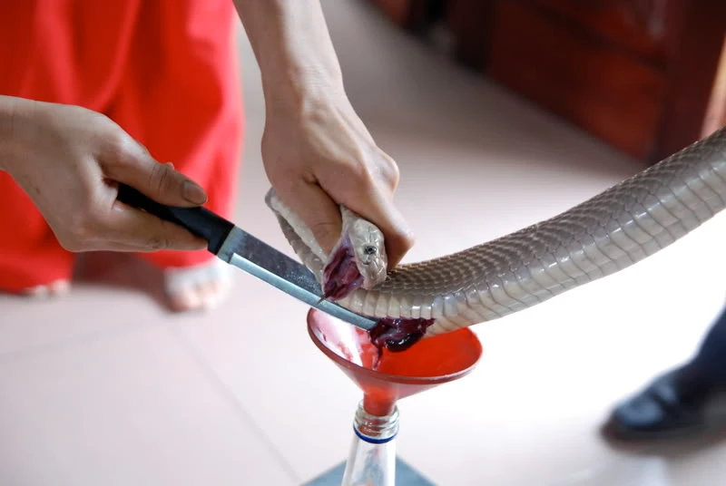 Tận mục chọc tiết động vật “cương dương“