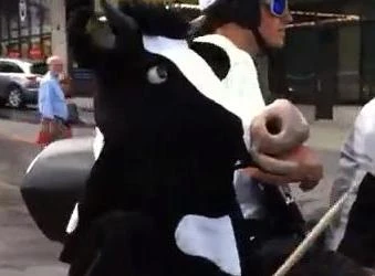 “Bò” chơi nhạc