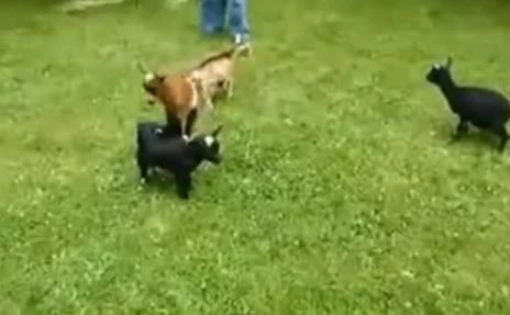 Clip: Động vật chơi khăm “kinh người“