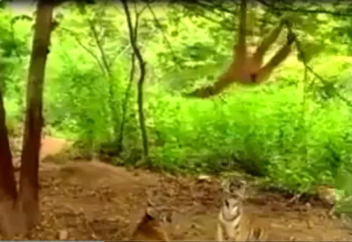 Clip: Khỉ trêu ngươi, hổ dương mắt nhìn tức tối