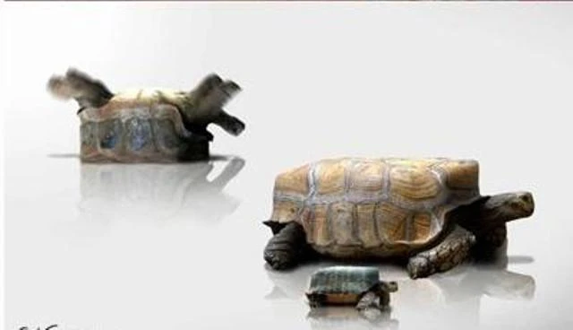 Ảnh: Thế giới động vật vuông như đồ chơi