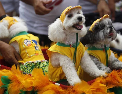 Vui nhộn lễ hội diễu hành chó cưng ở Brazil