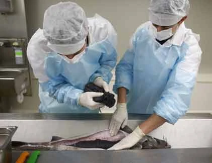 “Đắt khét lẹt” trứng cá tầm muối 50 triệu đồng/kg