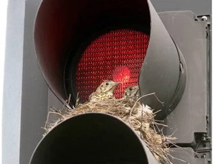 Những tổ chim “bất đắc dĩ“