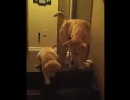 Clip vui: Chó và mèo dạy con như thế nào?