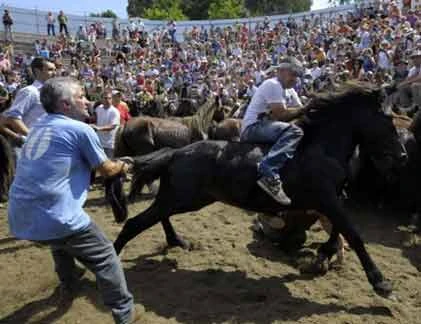 Kinh hoàng cảnh người “đại chiến” với bầy ngựa