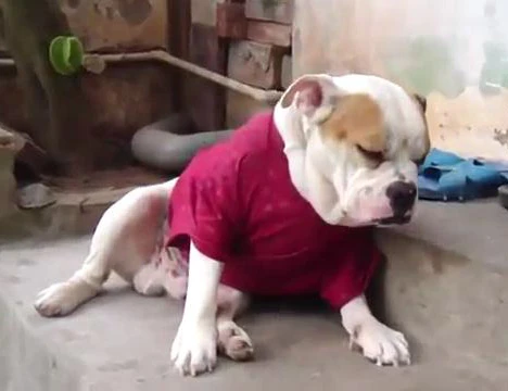 Chết cười chú chó “vật vã” với cơn buồn ngủ