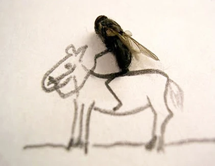 Chùm ảnh hài hước về những chú ruồi