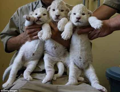 Cận cảnh 3 sư tử trắng mới sinh “siêu hiếm“