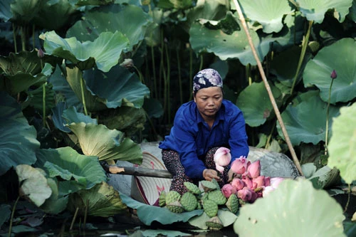 Mùa sen quỳ ở Xuân La